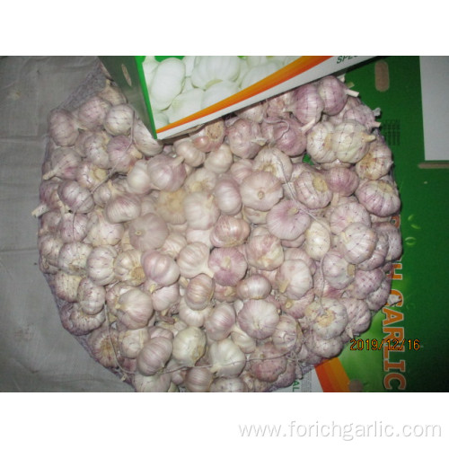 High Quality Normal Fresh Garlic